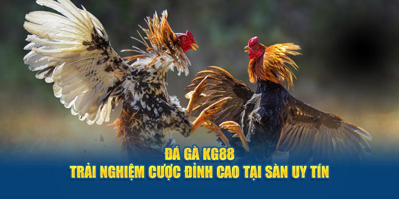 Đá gà KG88 mang đến trải nghiệm đỉnh cao tại sàn đấu uy tín, nơi hội tụ những trận đấu kịch tính. Tham gia ngay để tận hưởng bảo mật cao, giao dịch nhanh chóng.